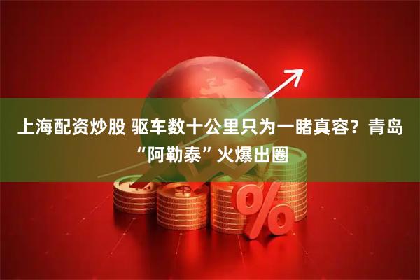 上海配资炒股 驱车数十公里只为一睹真容？青岛“阿勒泰”火爆出圈